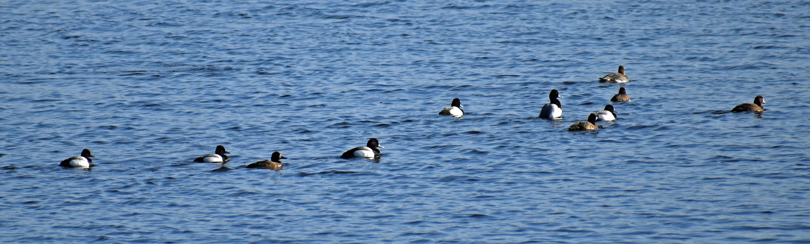 Park Lake ducks